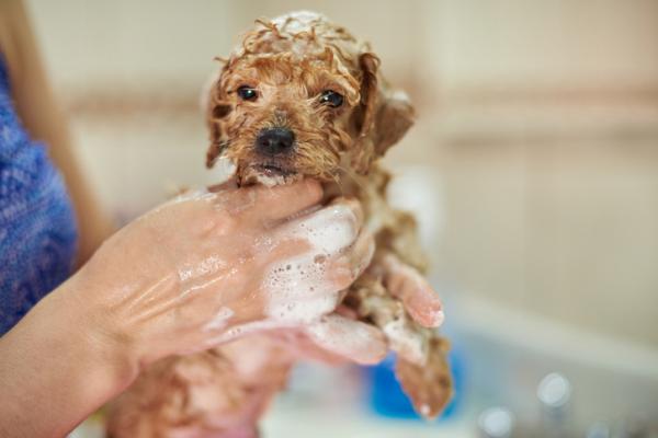 bañar a un cachorro